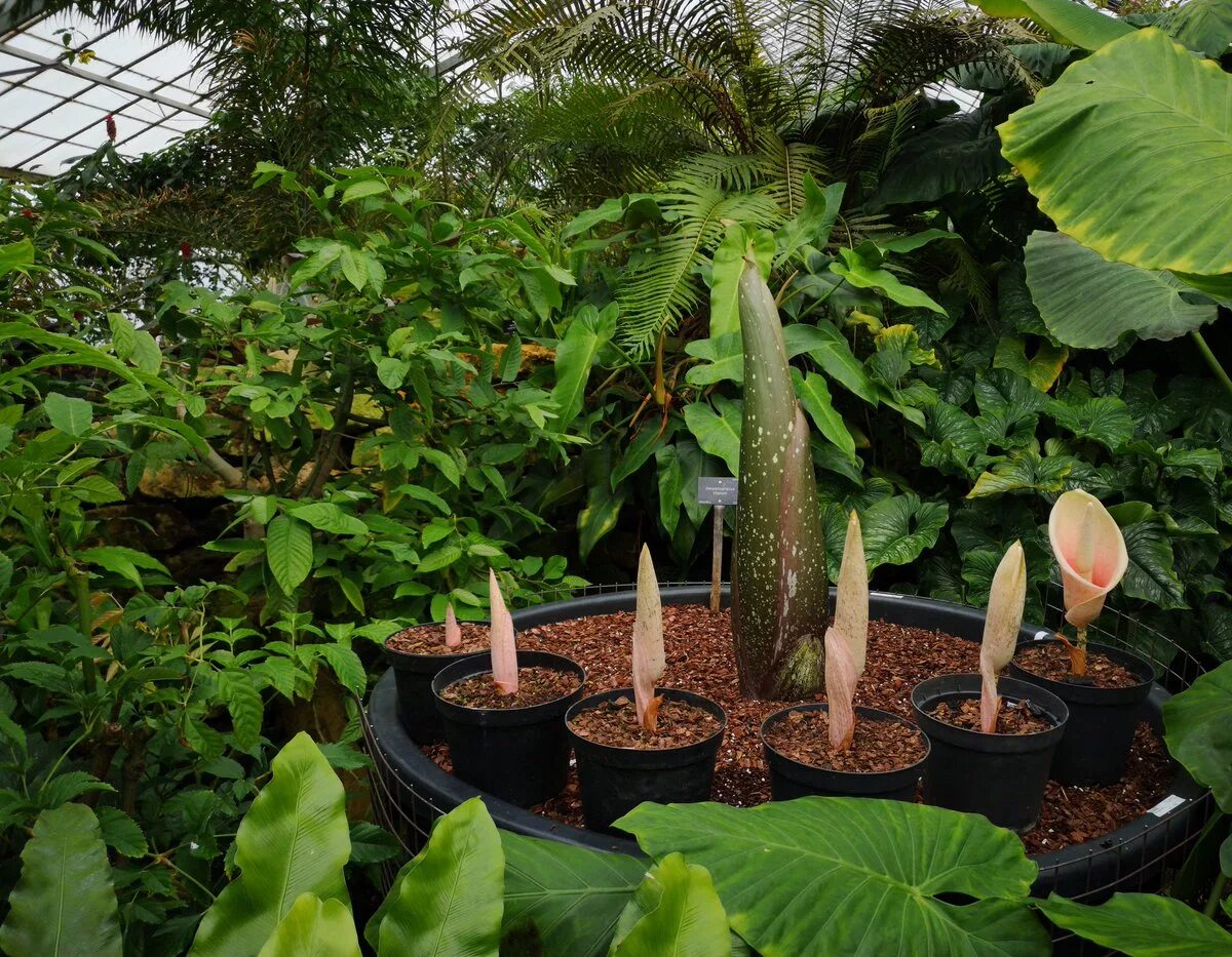 Как выглядит цветок аморфофаллус фото amorphophallus CIGUDEG pleis bilong tu mi