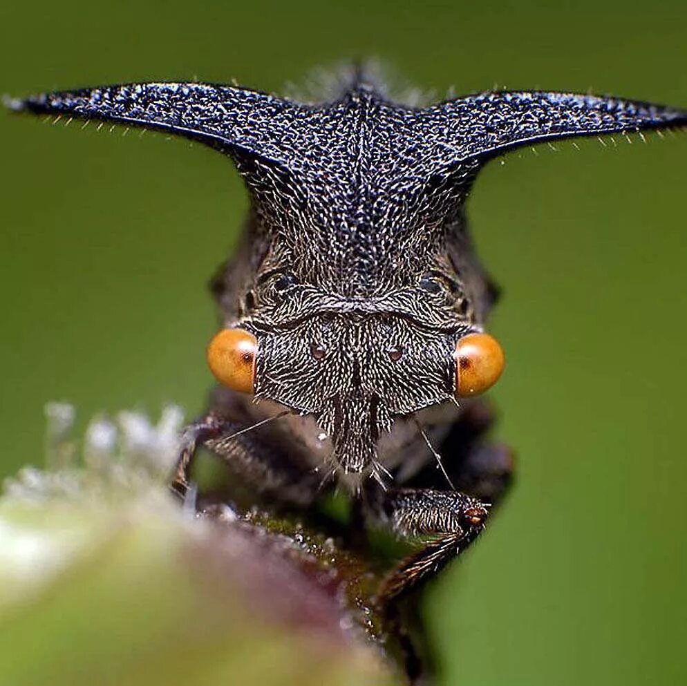 Жук Горбатка бразильская. Жук веероус. Горбатка treehopper. Горбатка насекомое.