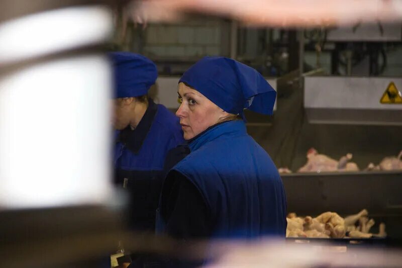 Птицефабрика каскара. Дом в каскаре. Экскурсия на птицефабрику. Работа в каскаре. Боровое каскара.