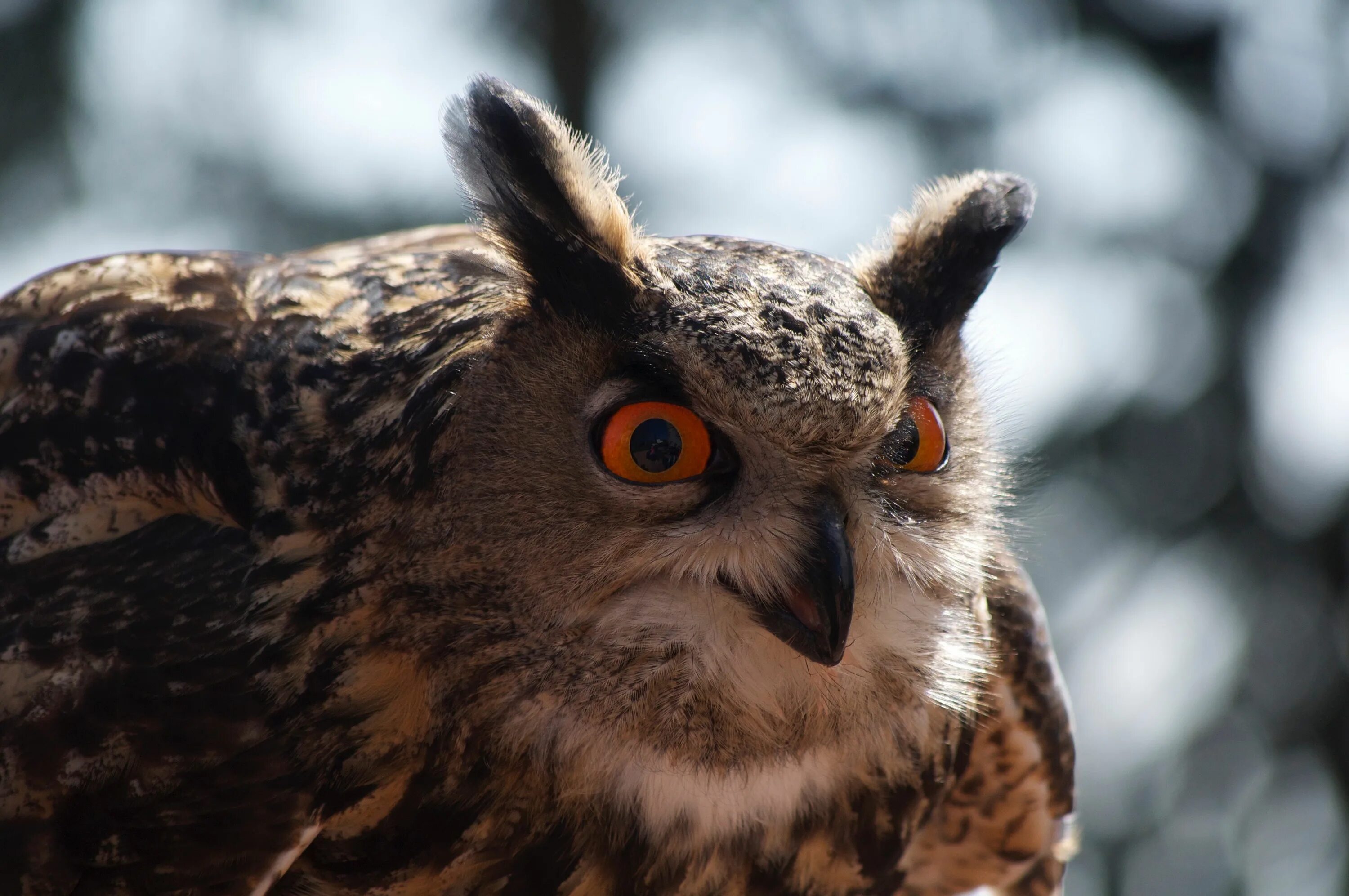 Филин 2 12. Bubo ascalaphus. Филин sadpunk. Светозвуковой взрывозащищенный оповещатель, 24в. Филин сериал.