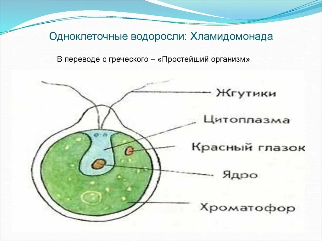 Назовите одноклеточные водоросли