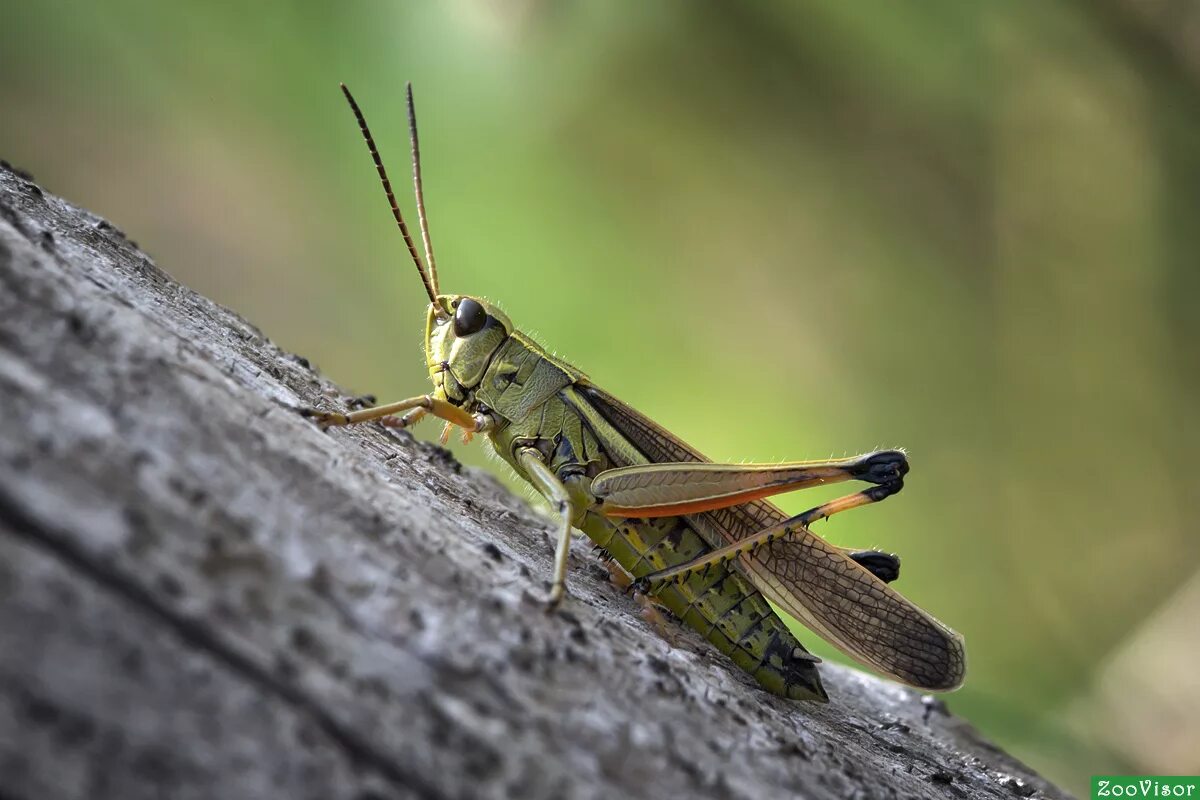 зеленая кобылка кузнечик. стридуляционный аппарат кузнечика. кузнечик зеленый палочник. короткоусые прямокрылые кузнечики. кузнечик амбликорифа.