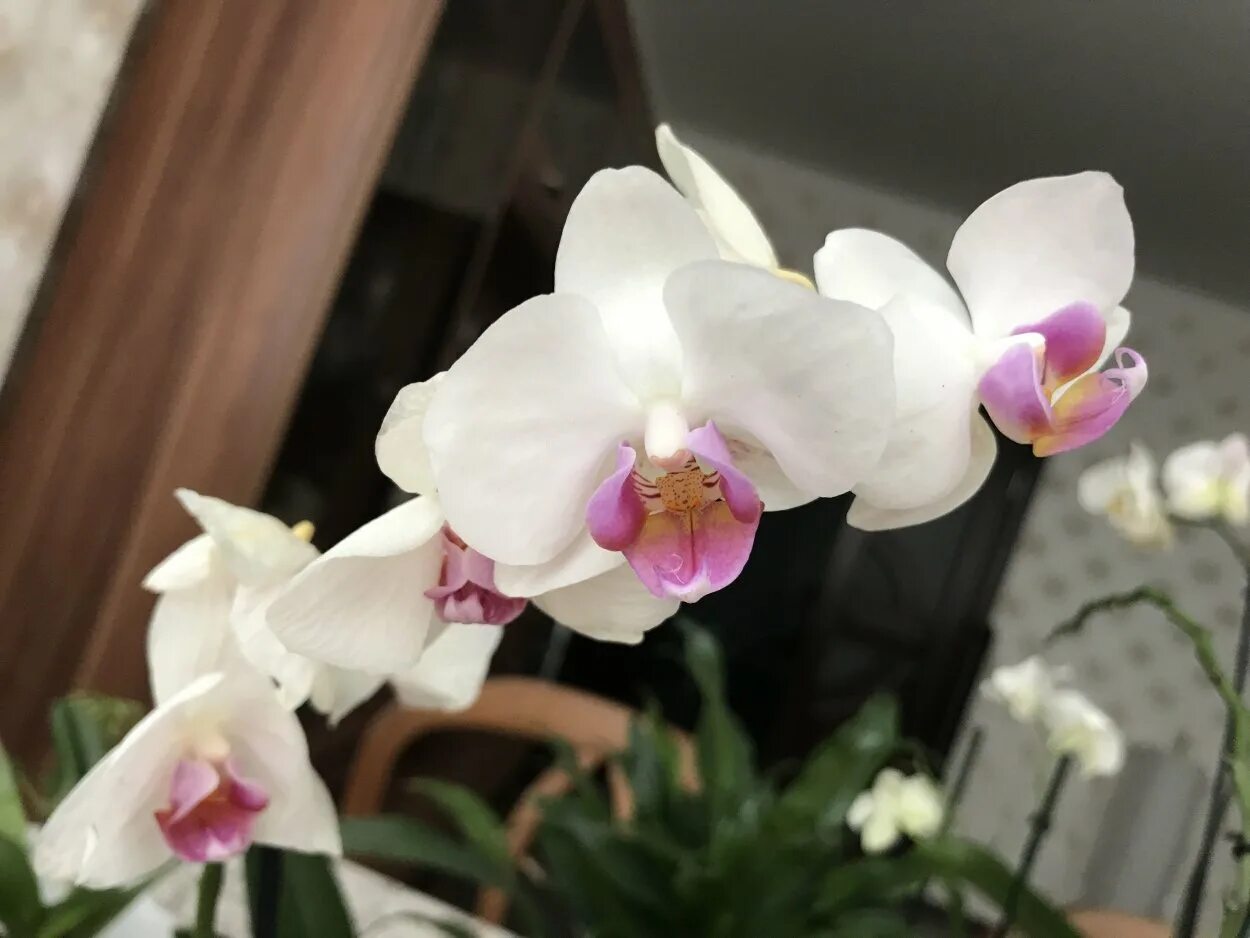 Орхидея мая. Орхидея chian xen pearl. орхидея примо пиано. фаленопсис ньюберри парфайт пикоти. фаленопсис прима пиано.