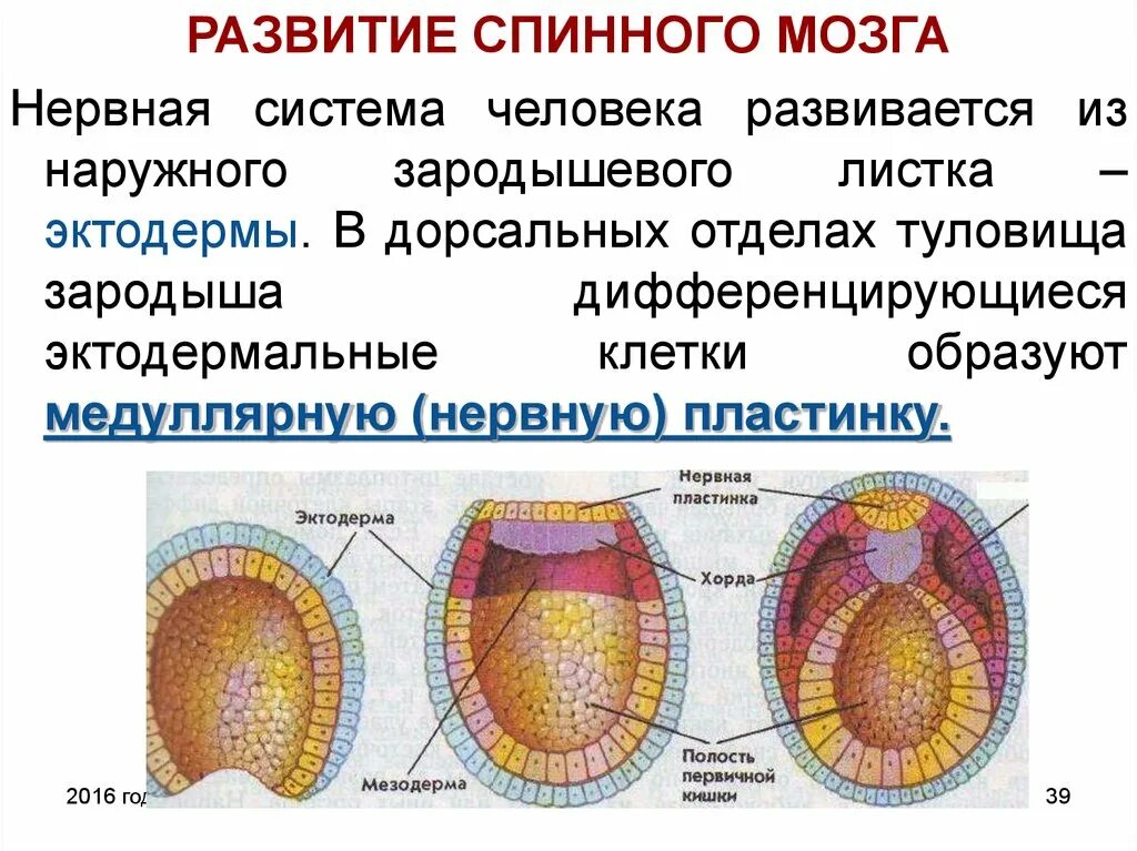 Спинной мозг из эктодермы. Развитие нервной системы из эктодермального зародышевого листка. Нервная система зародышевый листок. Ращвитие нераной системы из эктодермальногозародышевого листка. Эмбриогенез спинного и головного мозга.