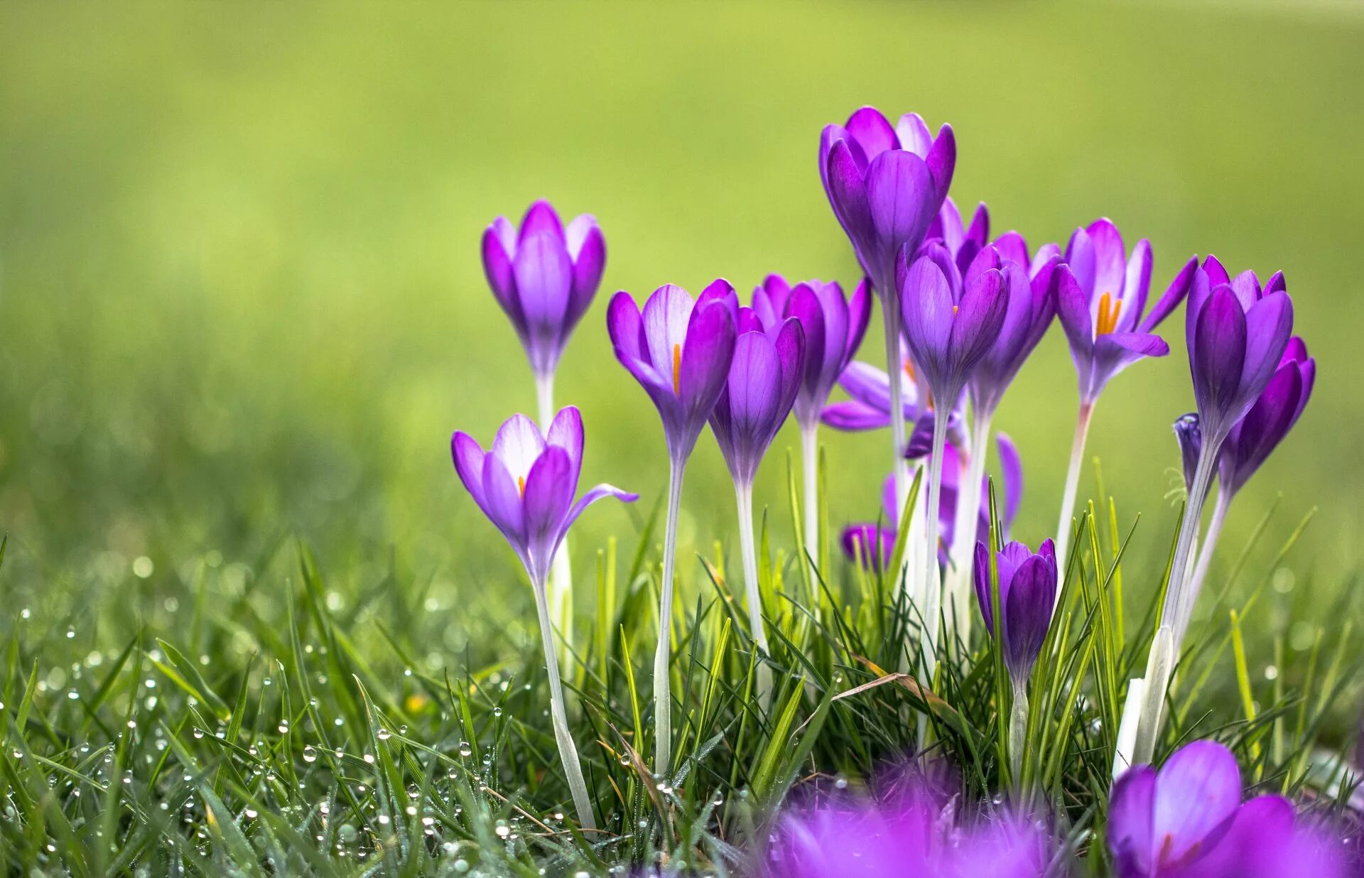 Цветы весной видео. Крокус Шафран цветок. Крокус перпл. Первоцветы крокусы. Крокусы многолетники.