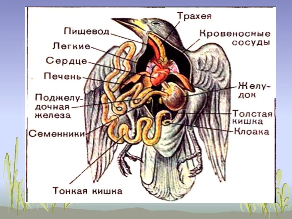 Внутреннее строение птицы биология 7 класс. Внутренне строение птиц. Внутреннее строение вороны.