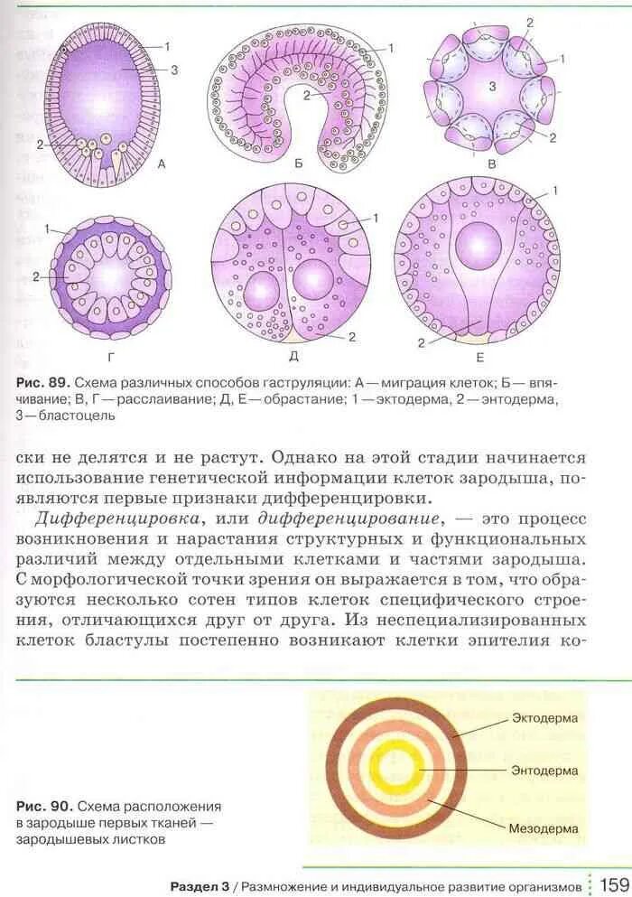 Бласт клетка. Учебник по биологии 9 класс Мамонтов Захаров. Учебник по биологии 9 класс Мамонтов Захаров Агафонова. Биология 9 класс мамонтов сонин