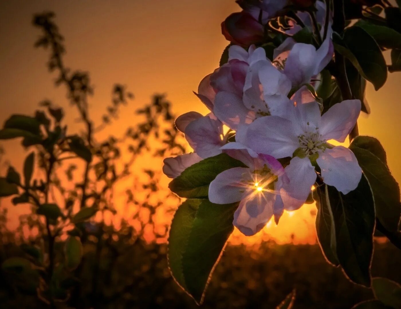 В марте день с ночью. Цветущий Яблоневый сад ночью. Яблоня в цвету ночью. Цветущие деревья вечером. Цветы вечером.