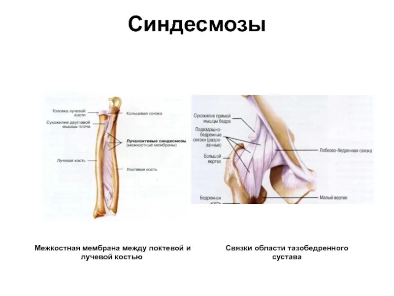 Мембрана между локтевой и лучевой костью. Синдесмоз между лучевой и локтевой костями. Межкостная мембрана соединяет кости. Синдесмоз это анатомия. Соединения локтевой кости