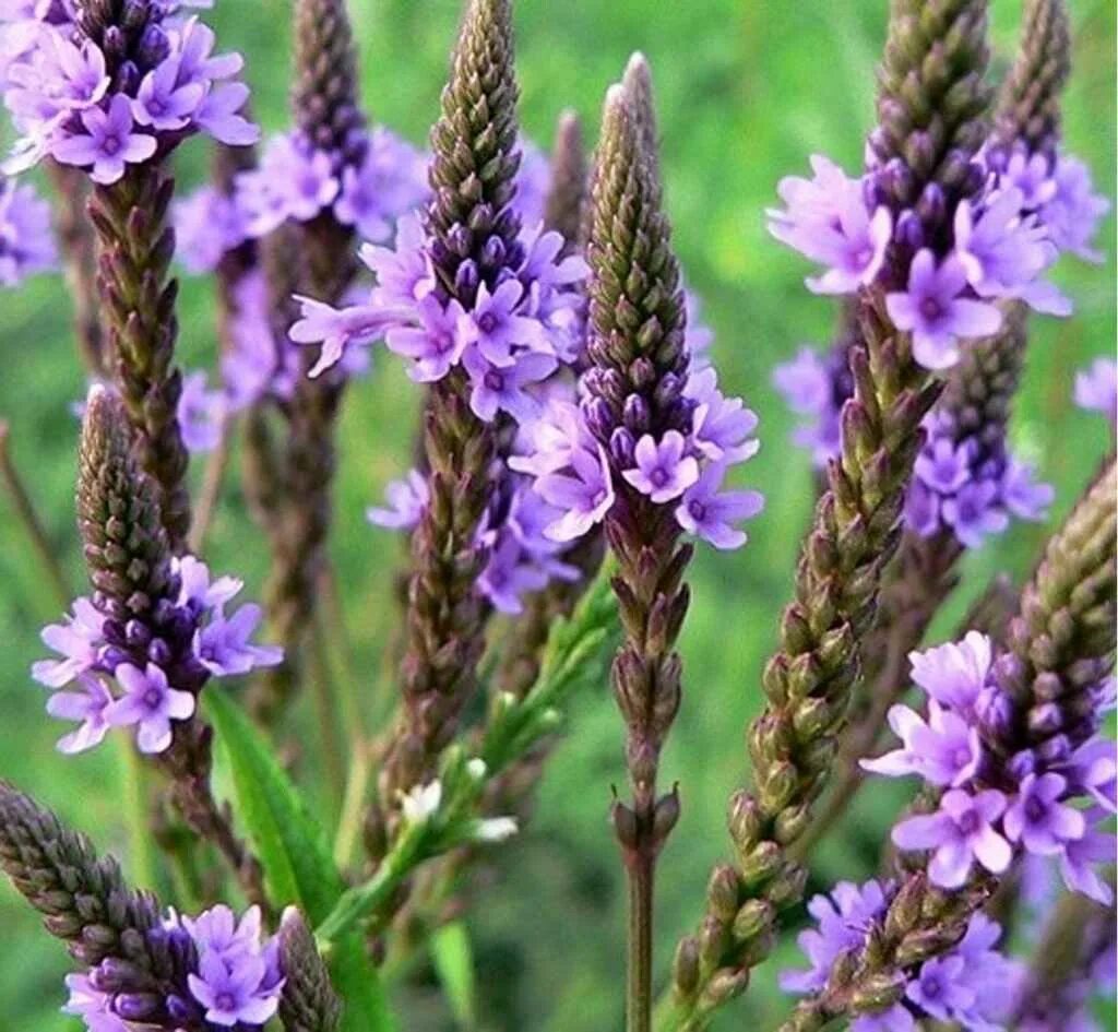 Вербена тоскана. Вербена хастата. Вербена ланай твистер ред. Вербена цветок. Как выглядит вербена.