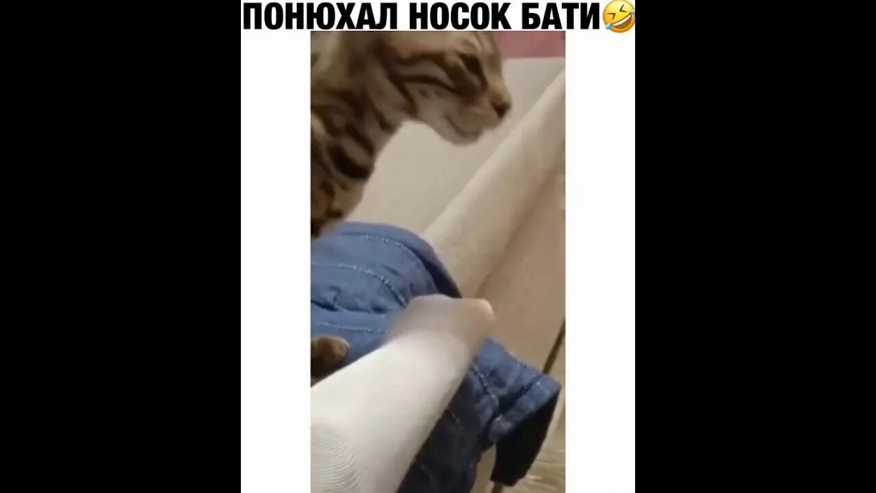 Кот нюхает носки. Носки лапки. Носочки кошачьи лапки. Кот носок видео. Кот носок в хорошем качестве.