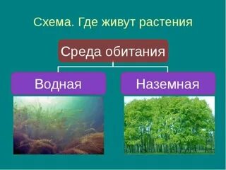 Тест 7 класс растения и среда обитания. Тест 7 класс растения и среда обитания