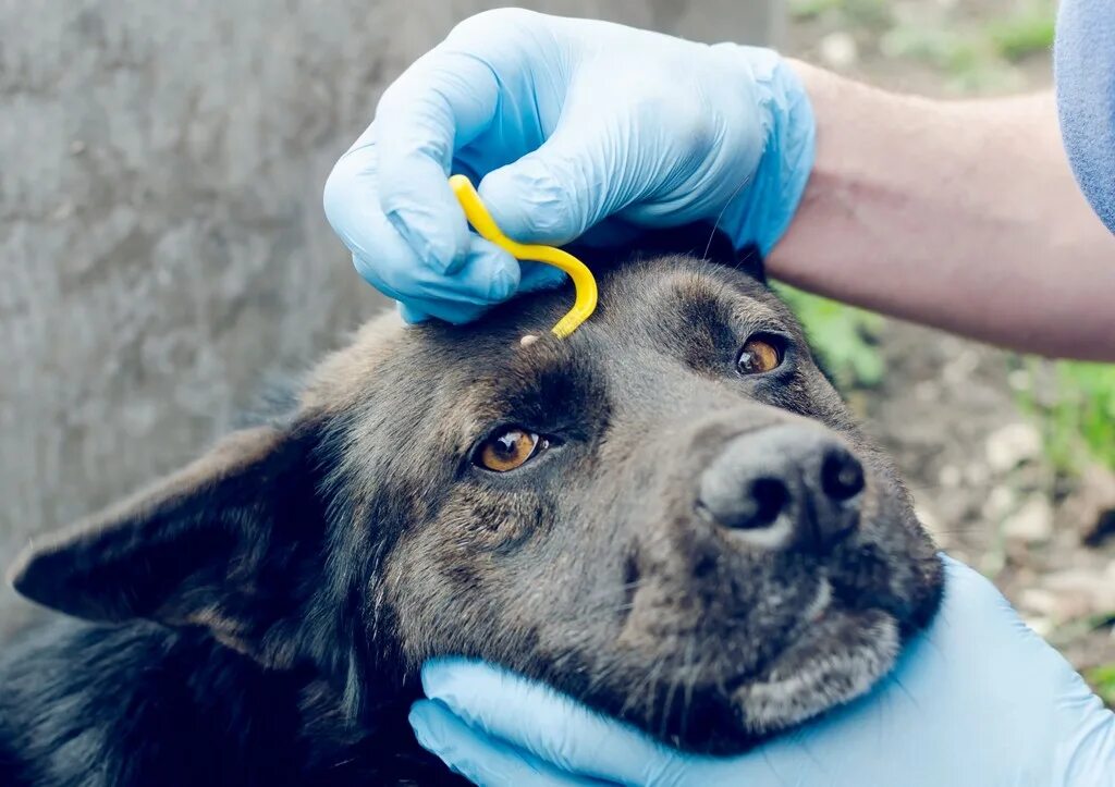 Люди и животные. Маленькие злые собаки. Dogs что делать. Собака крадет еду. Стол для собак для еды.
