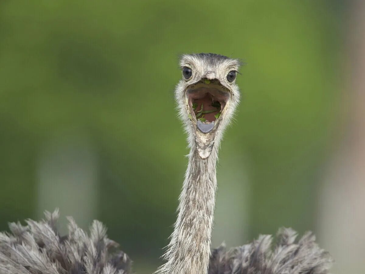 Злой страус. Африканский страус. Какие звуки издает страус. Страус в городе. Страус.