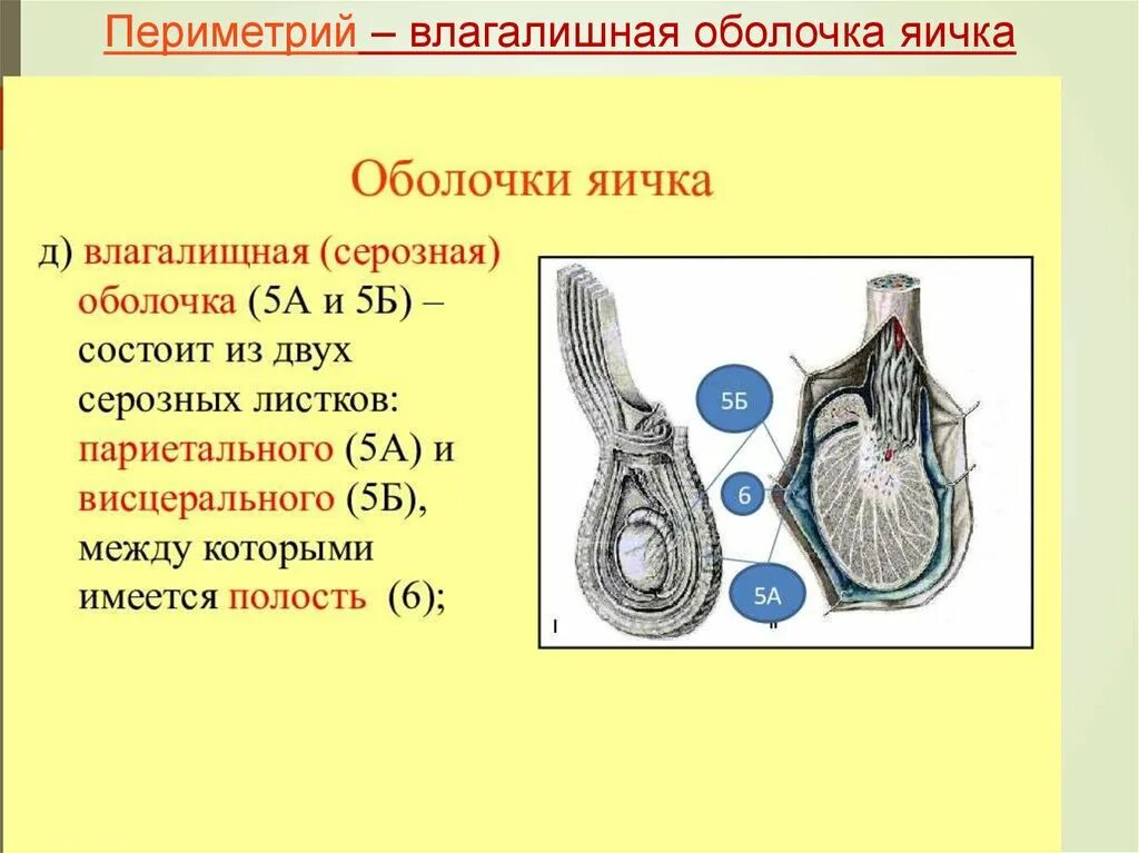 Строение семенника оболочки. Оболочки семенного канатика. Оболочки яичка анатомия. Серозная оболочка яичка. Нормальная яичка мужчин