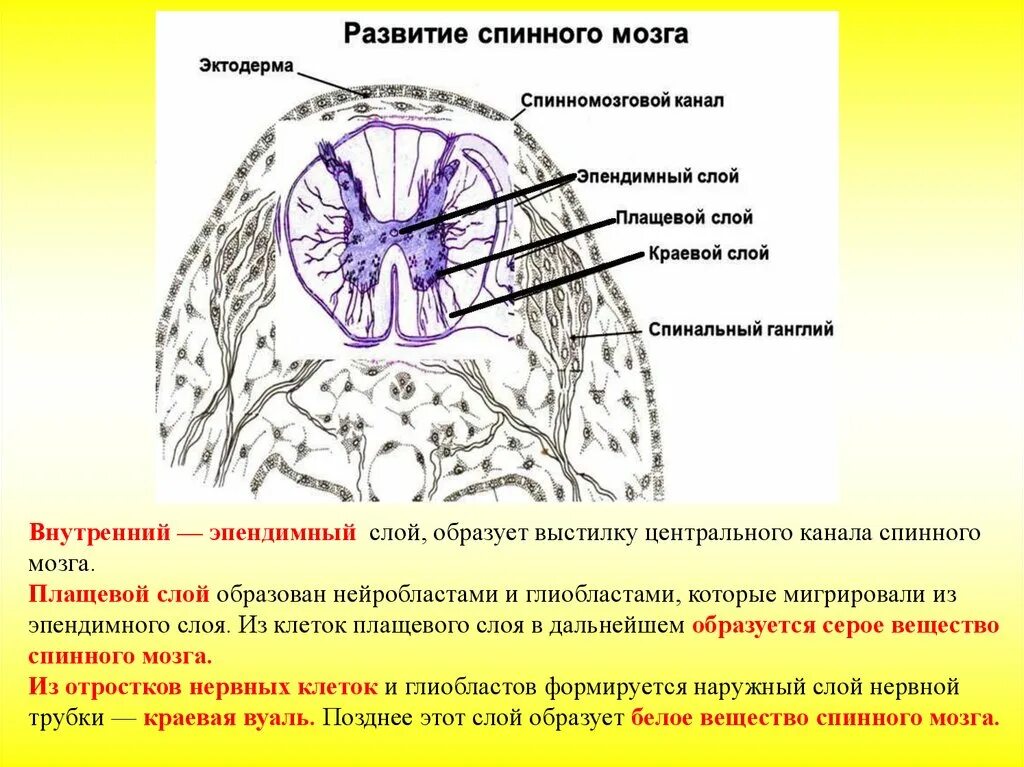 Ядра мозга образованы. Ядра серого вещества спинного мозга. Развитие спинного мозга животных. Голубое ядро мозга. Нейроанатомия базальных ганглиев.