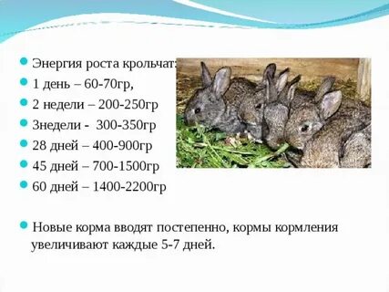 Сколько месяцев кролики