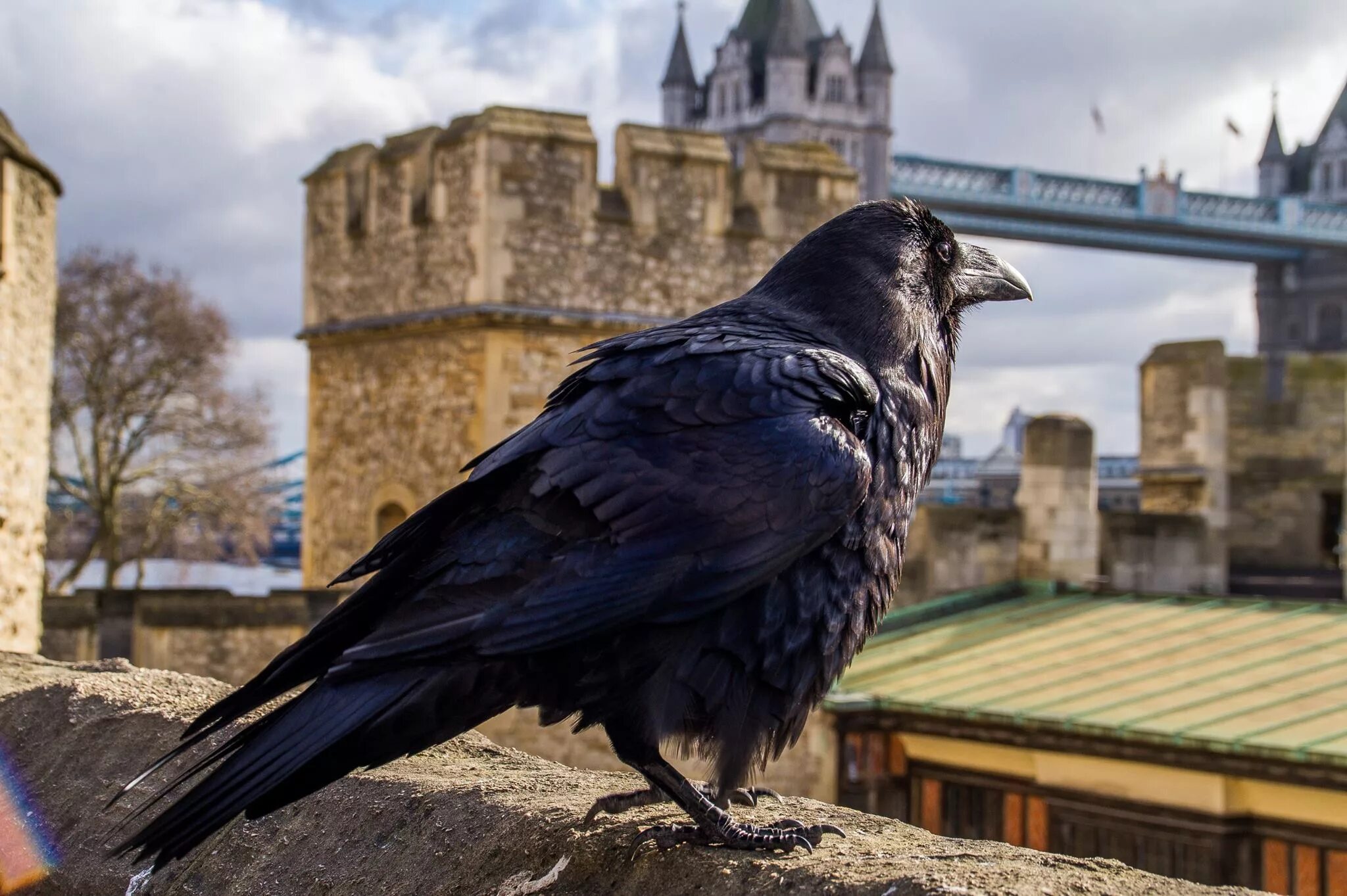 Тауэр в Лондоне вороны. Лондонский Тауэр черные вороны. Вороны в лондонском Тауэре. Вороны на башне Тауэр в Лондоне. The ravens are the unique guardians