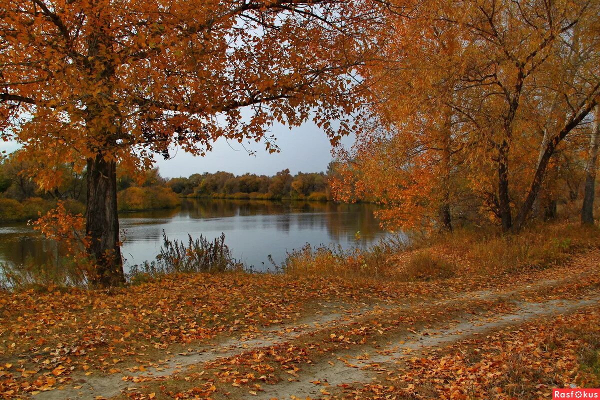 Пейзаж листопад. Природа осень. Пейзаж листопад. Пейзаж листопад. Осенний дождь.