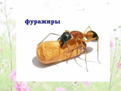 Фуражировка это