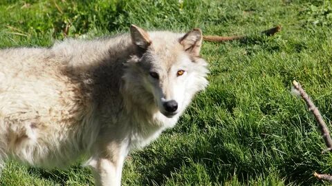 Wolf springs