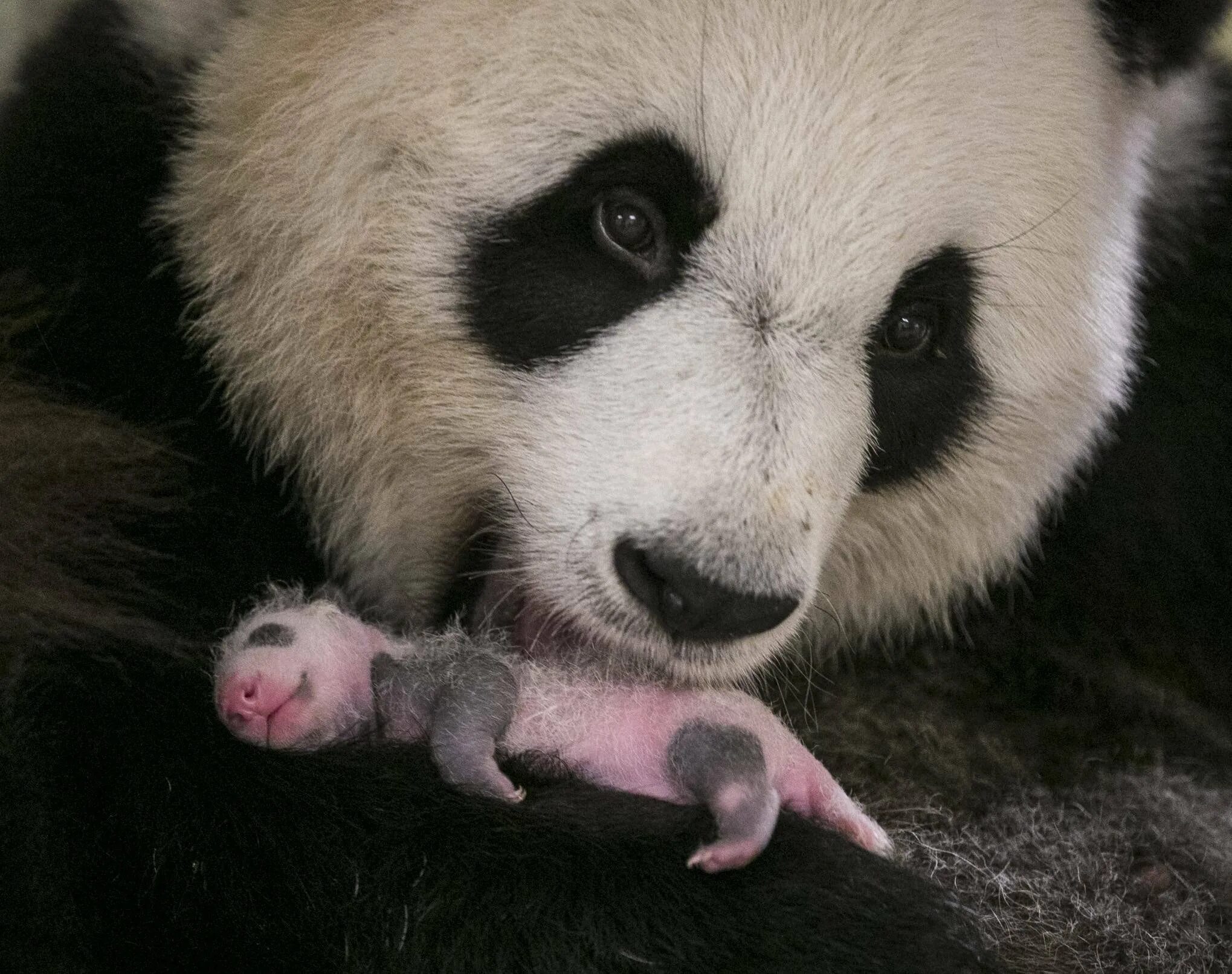 Панда сколько детенышей. Новорожденный Панда. Детёныш панды новорожденный. Саша Панда. Большая Панда новорожденный.