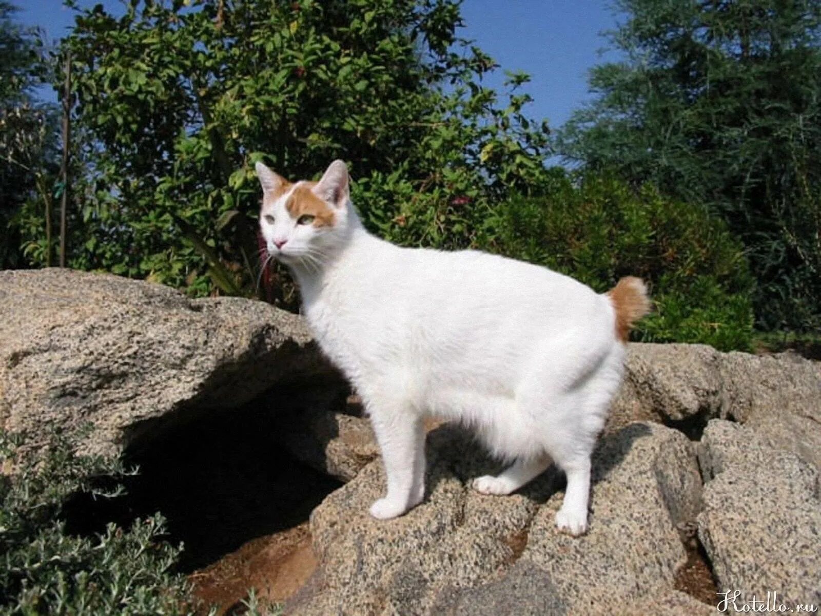 Далекий кот
