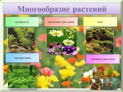 Группа растений цветковые число видов