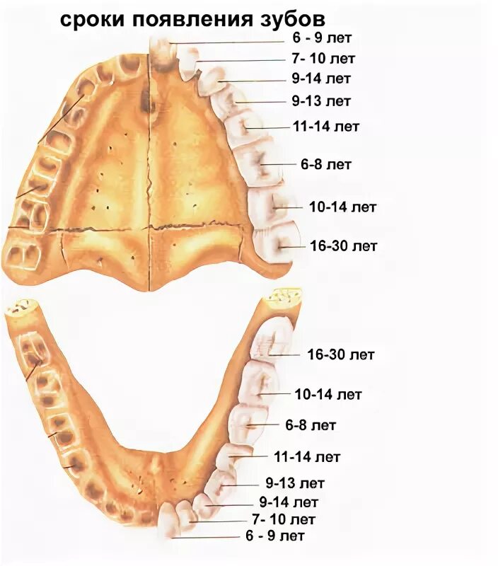 Верхние и нижние каналы. Анатомия зубов верхней челюсти каналы. Расположение каналов зубов верхней челюсти. Каналы на зубах верхней челюсти.