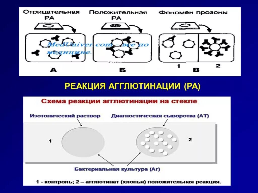 Методы реакции агглютинации. Реакция агглютинации схема микробиология. Ориентировочная реакция агглютинации схема. Фазы реакции агглютинации микробиология. Схема постановки реакции агглютинации.