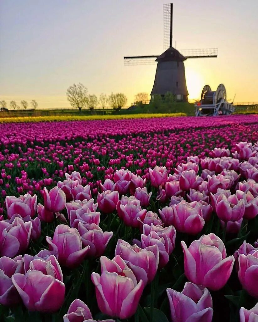 Где находится тюльпановое поле. Тюльпановые поля в Нидерландах. Тюльпановые поля в Голландии фото. Тюльпановое поле Амстердам. Тюльпановые поля в Ессентуках.