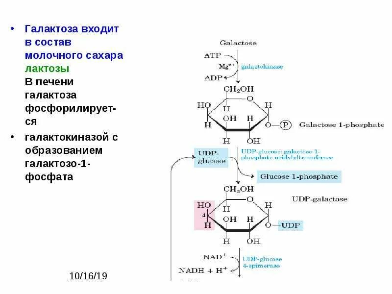 Галактоза функции. Галактоза 1 фосфат формула. Галактоза характеристика. Функции галактозы в организме.