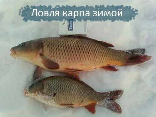 Карпы зимой видео. Карп зимой. сазан зимой. ловля карпа зимой. карп небольшой зимой.