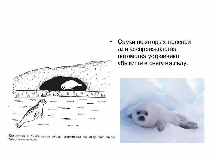 Какая более мощная структура кожи у тюленей. Скелет нерпы Байкальской. Схема нерпы. Строение тюленя. Строение морского котика.