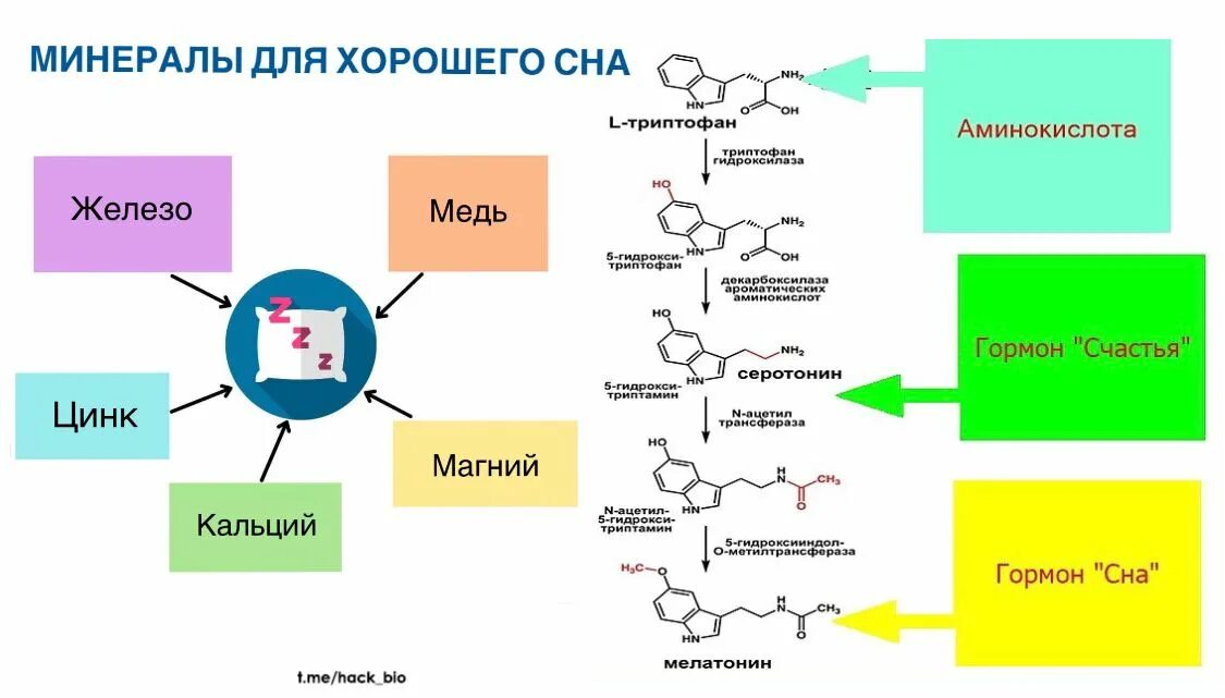 Синтез мелатонина. Синтез серотонина из триптофана. Синтез мелатонина из триптофана. Триптофан серотонин мелатонин. Схема синтеза серотонина.