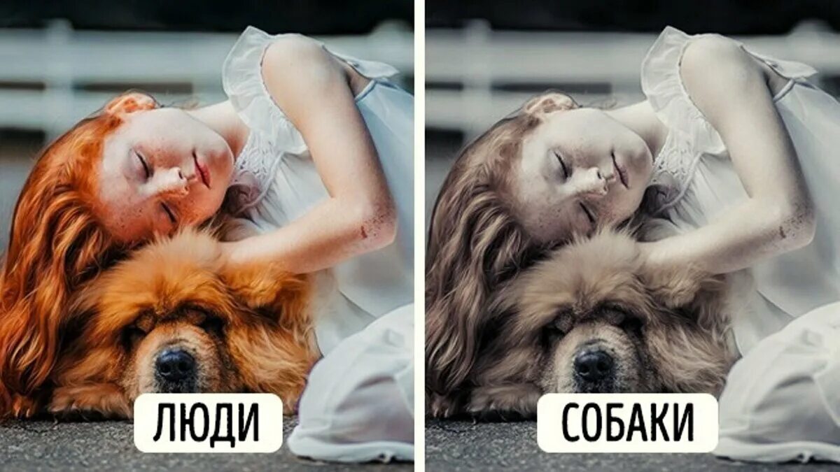 Собаки видят ночью в темноте. Собака с глазами человека. мир глазами собаки. как выглядит мир глазами собаки. как видят собаки фото.