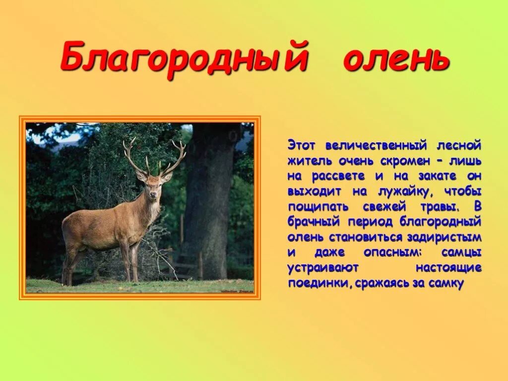 Научный текст про оленя. Доклад про оленя. Описание оленя. Рассказ о олене. Олень описание животного.