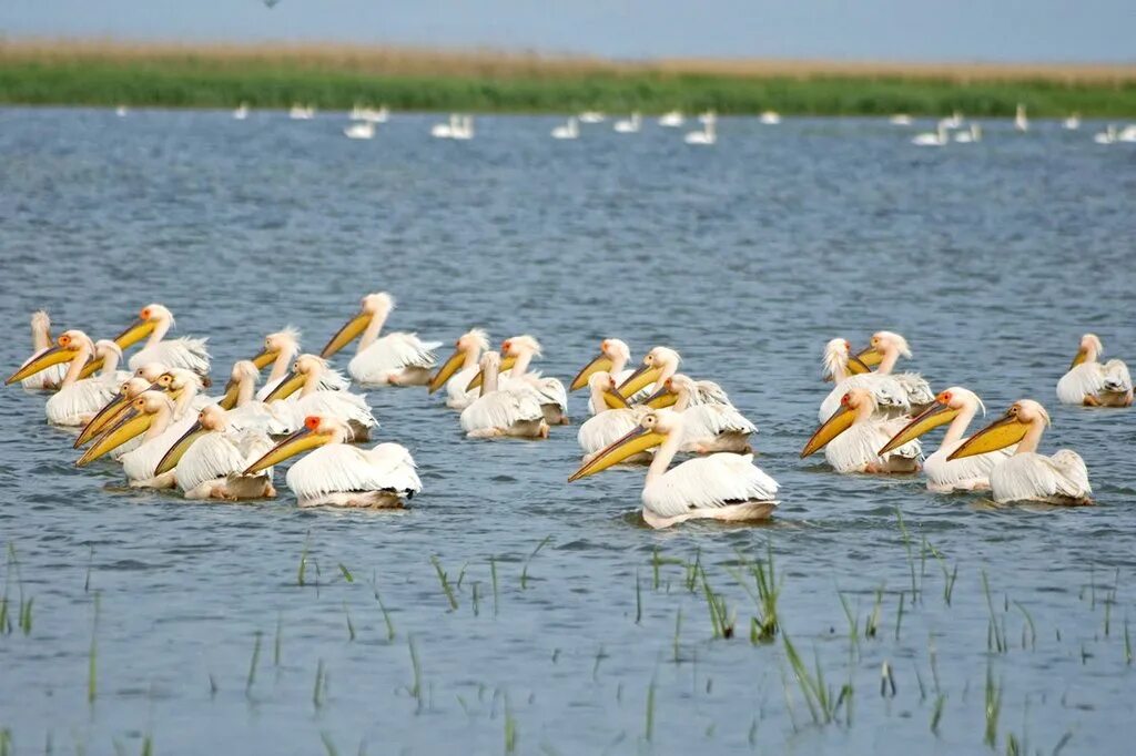 Хутор аджановка приморско-ахтарский. Лиманы приморско-ахтарского района. Хутор садки приморско-ахтарский район краснодарский край. Карта лиманов приморско-ахтарского района. Хутор садки приморско-ахтарского района.