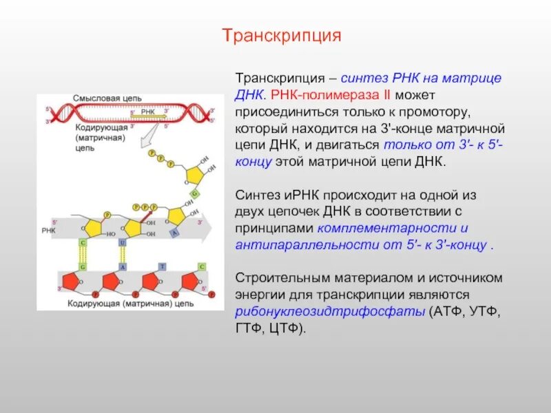 Трансляция атф. Транскрипция 3' РНК. Транскрипция ДНК смысловая цепь. Синтез РНК ферменты. Транскрипция РНК полимераза.