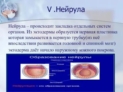 Нейрула какая стадия