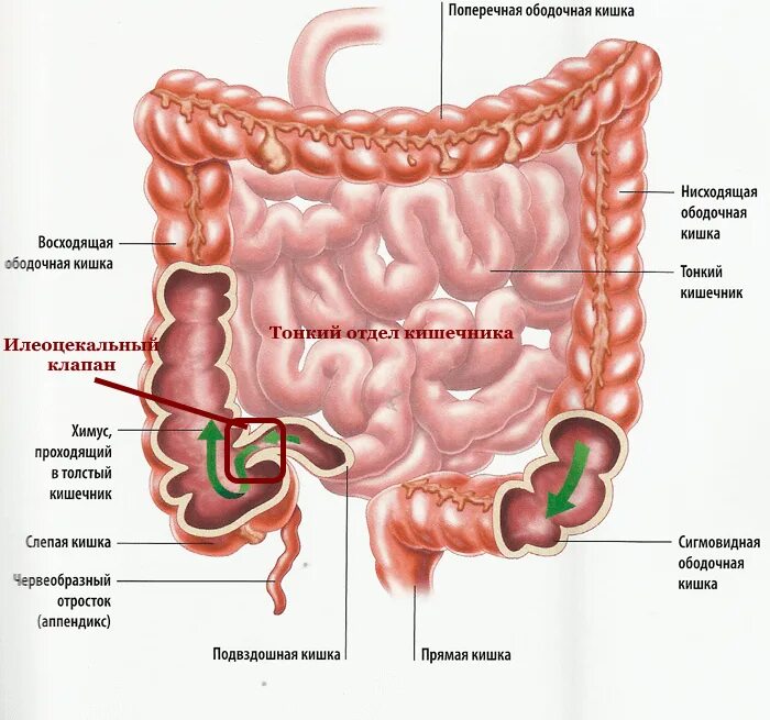 Строение кишечника человека схема. Кишечник человека схема ободочная кишка. Анатомические структуры Толстого кишечника:. Тонкая кишка кишка строение.