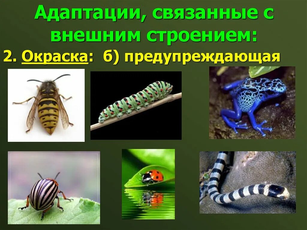 Адаптация насекомых в природе. Поведенческие адаптации насекомых. Адаптация насекомых примеры. Адаптация окраска.