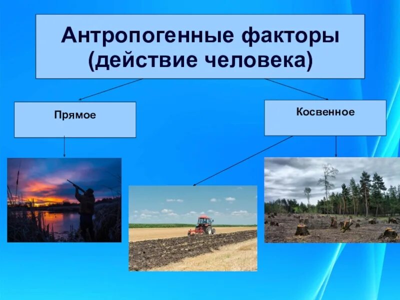 Влияние человека на смену года. Антропогенные факторы среды обитания. Экологические факторы среды антропогенные. Антропошенныефактооры. Антропогенные факторы окружающей среды.