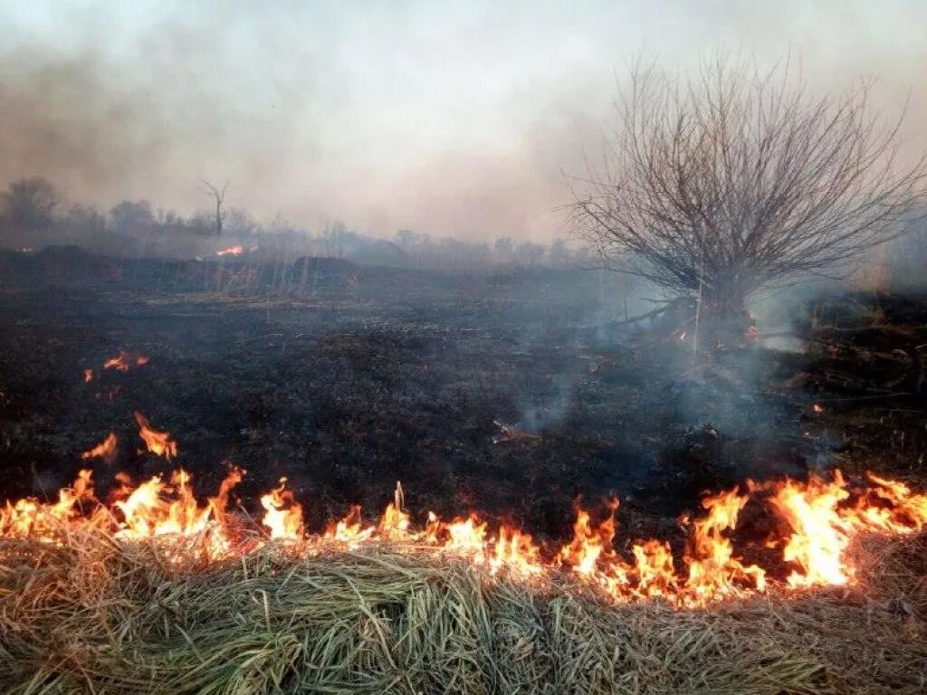 Горение сухой травы. Пожар на открытой местности. Пожары в природных экосистемах. Горение сухой травы на открытой местности.