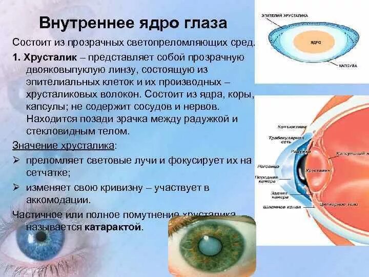 Где находится хрусталик глаза. Ядро глазного яблока функции. внутреннееядерно глазного яблока. ко внутреннему ядру глаза относятся структуры.