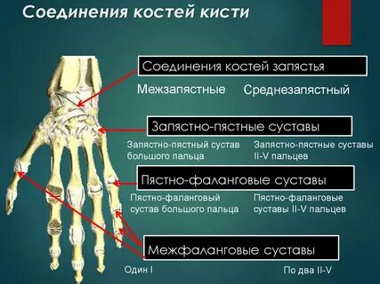 Кости 1 пальца кисти