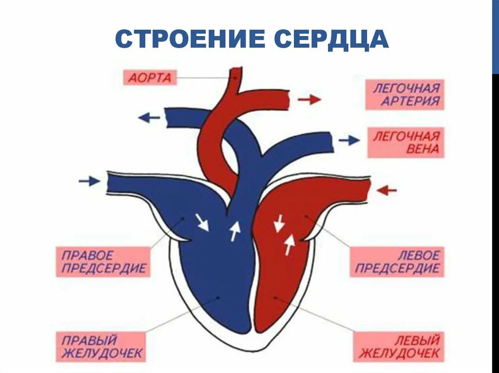 Какая кровь у млекопитающих животных. Строение сердца собаки схема. Строение сердца млекопитающих рисунок. Строение сердца млекопитающих движение крови. Движение крови в сердце схема.