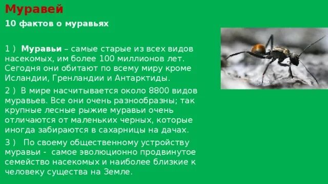 Интересная информация о муравьях. Сообщение о муравьях. Факты о муравьях. Рассказ о муравьях. Текст муравей 2 класс