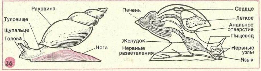 Строение раковины большого прудовика. Внешнее строение раковины большого прудовика. Строение прудовика обыкновенного. Внешнее строение моллюска прудовика. Улитка подписи