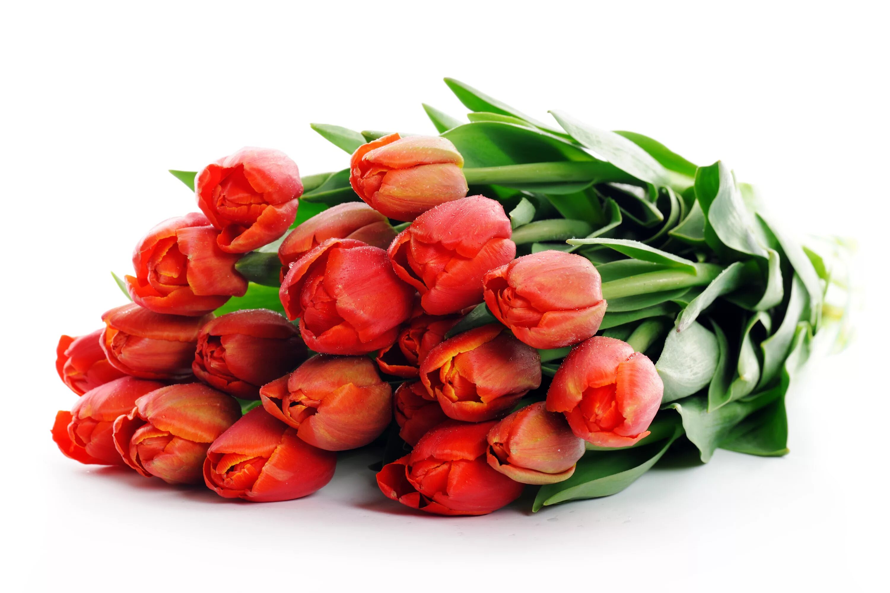 Цветы тюльпаны. Букет тюльпанов. Красивые тюльпаны. Открытки букеты тюльпанов красивые